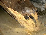 Beam disintegrated by wood-damaging insects