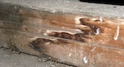 Damp wood is susceptible to mold
